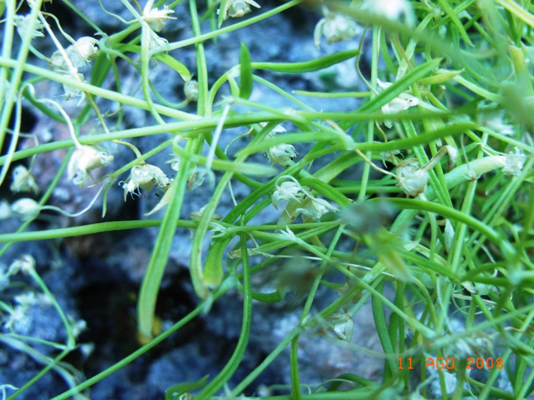 da determinare - Moehringia sp.